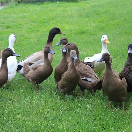 Woodville House Bed & Breakfast Templemore